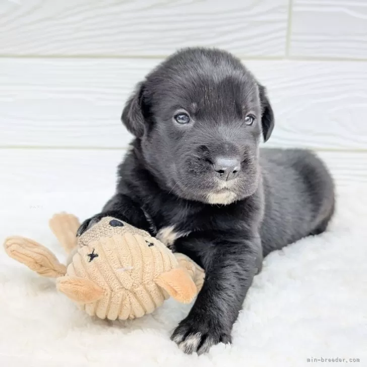 ID：2411-02618の子犬