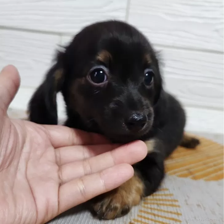 ID：2509-06501の子犬