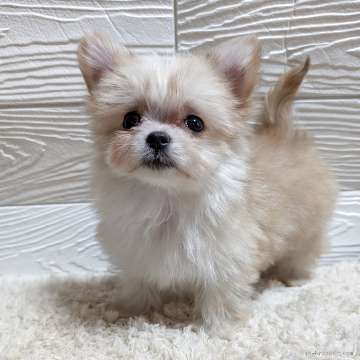 チワマル(マルチーズ×チワワ)【宮崎県・女の子・2025年2月4日