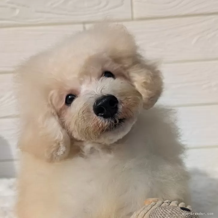 ID:2409-01532の子犬