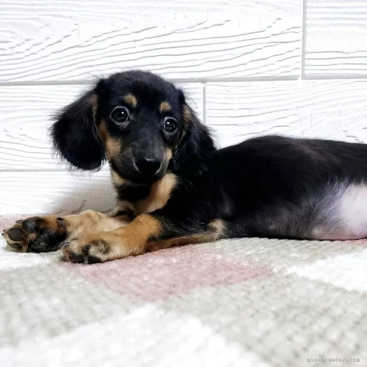 ミックス(ダックスフンド×ミックス)【宮崎県・女の子・2025年8月12日・ブラックタン】の写真1