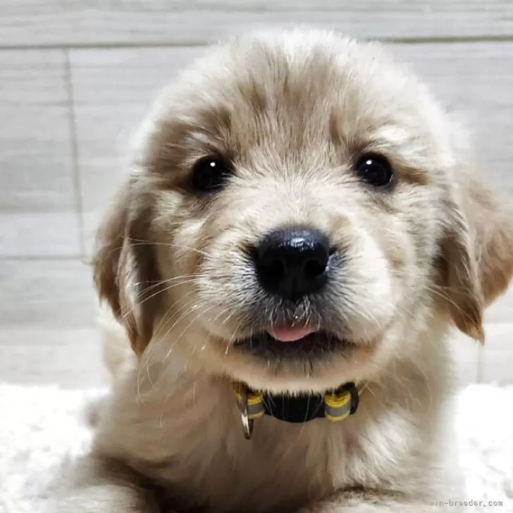 A.M 様のお迎えした子犬