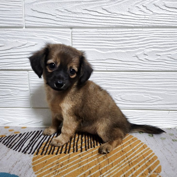 ブリーダー画像