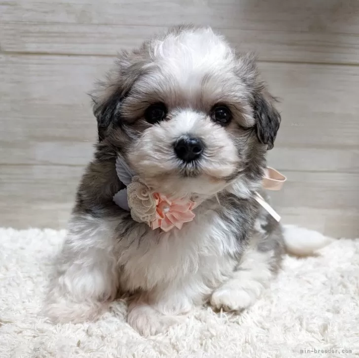 Kinopi 様のお迎えした子犬