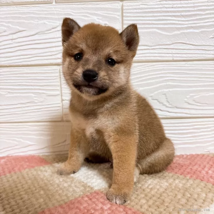 ID：2510-06519の子犬