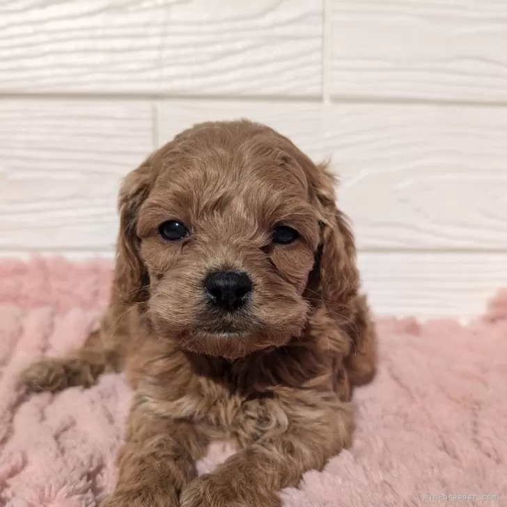 ID:2412-07372の子犬