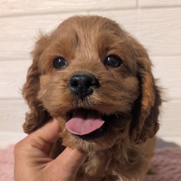 ミックス(ビションフリーゼ×アメリカンコッカースパニエル)【宮崎県・男の子・2024年11月22日・クリーム】の写真「天真爛漫な暴れん坊」