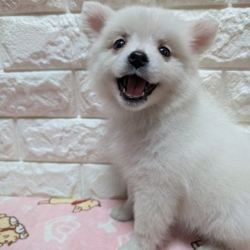 ミックス(ポメラニアン×日本スピッツ)【宮崎県・女の子・2025年6月22日・ピュアクリーム】の写真「✨️元気一杯可愛い女の子✨️」