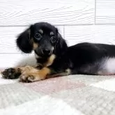 ミックス(ダックスフンド×ミックス)【宮崎県・女の子・2025年8月12日・ブラックタン】の写真1