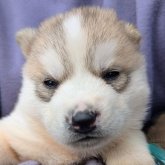 シベリアンハスキー