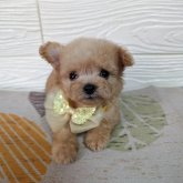 チワプー(トイプードル×チワワ)