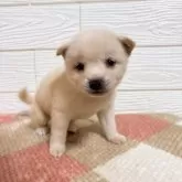 豆柴【宮崎県・女の子・2025年9月20日・白】の写真3