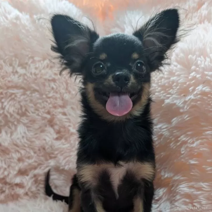 ID:2408-02369の子犬