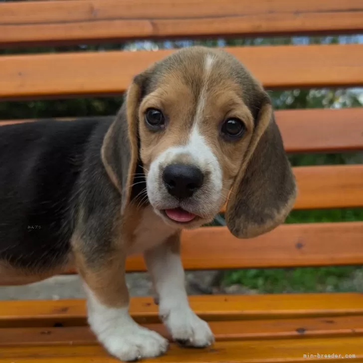 M.S 様のお迎えした子犬