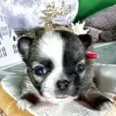 チワワ(ロング)【兵庫県・女の子・2025年10月12日・レッド&ホワイト】の写真10