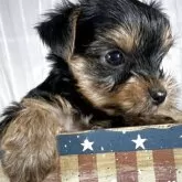 ヨークシャーテリア【兵庫県・女の子・2025年8月15日・スティールブルータン】の写真10