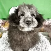 タイニープードル【兵庫県・男の子・2025年7月11日・グレー シルバー】の写真11