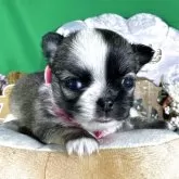 チワワ(ロング)【兵庫県・女の子・2025年10月12日・レッド&ホワイト】の写真13