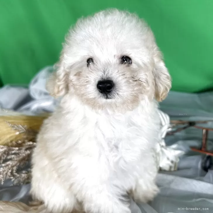 タイニープードル【兵庫県・女の子・2025年8月5日・ペールフォン】の写真1