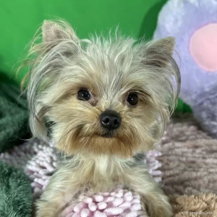 そらの母 様のお迎えした子犬