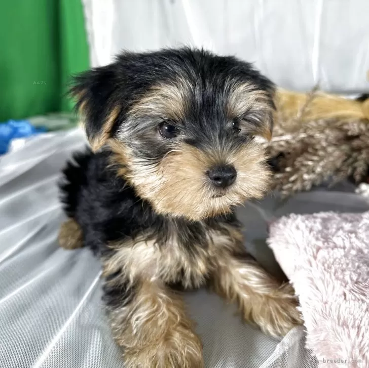 ヨークシャーテリア【兵庫県・女の子・2025年8月15日・スティールブルータン】の写真1