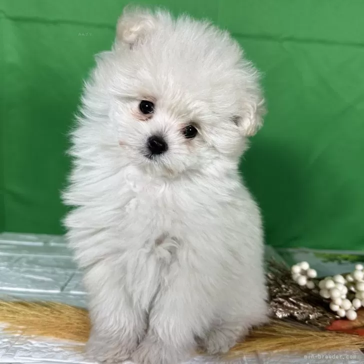 ID:2502-00718の子犬