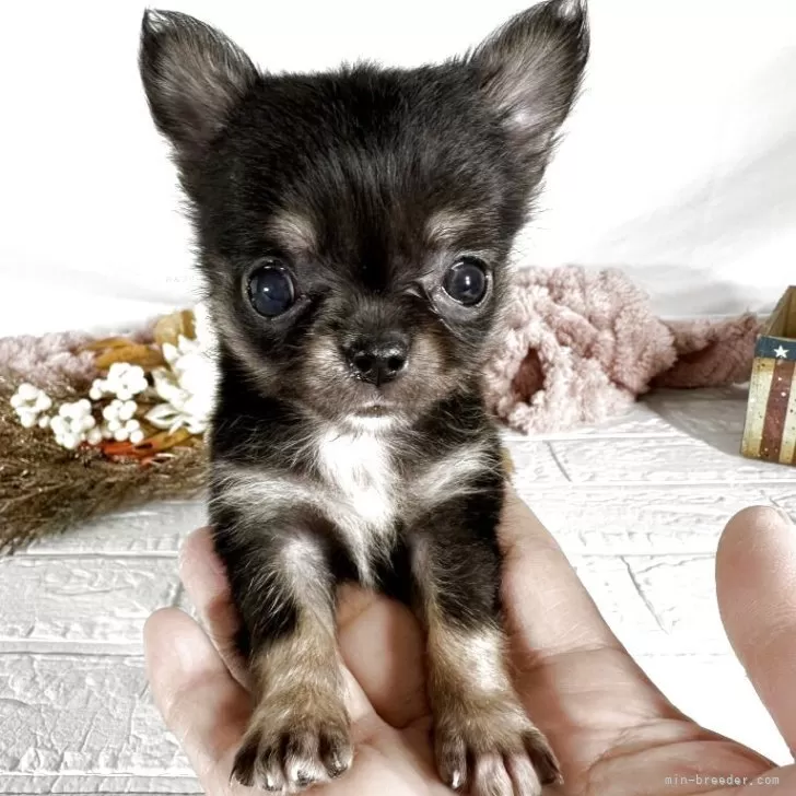 K.M 様のお迎えした子犬