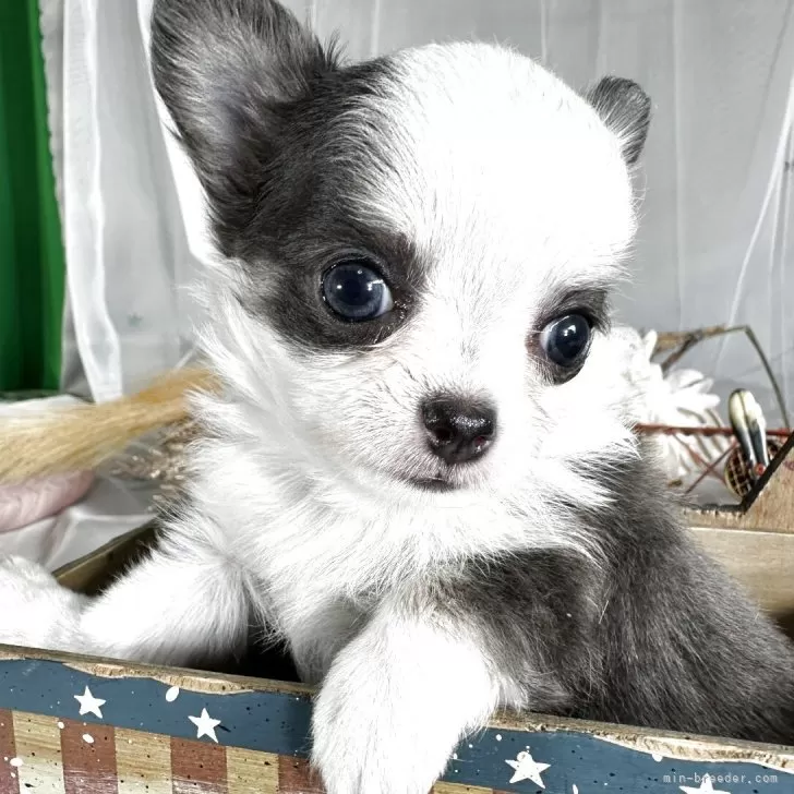 チワワ(ロング)【兵庫県・男の子・2025年8月29日・ブルー&amp;ホワイト】の写真1「イケメンくん」