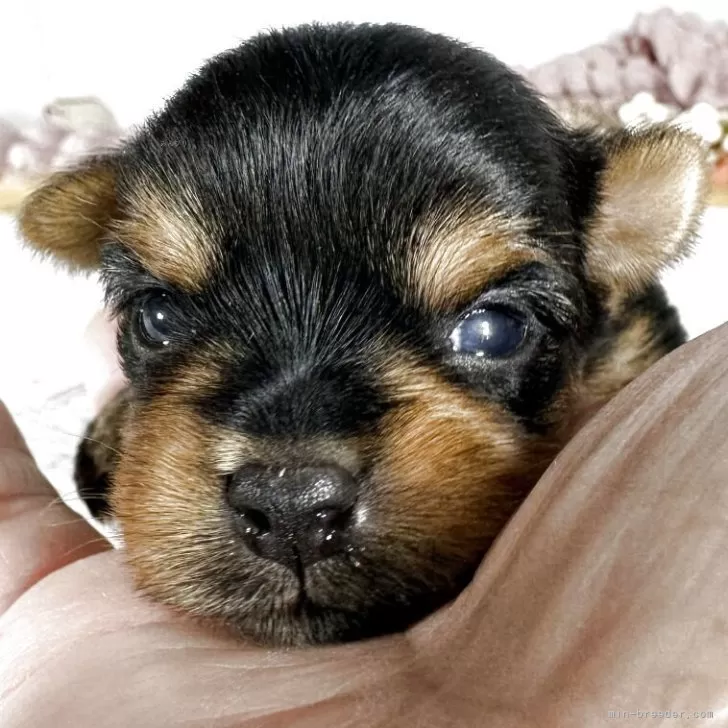 あじゃまま 様のお迎えした子犬
