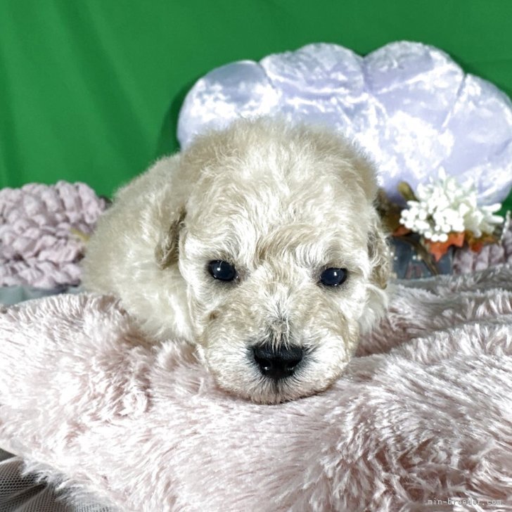 ブリーダー画像