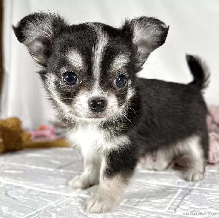 ID：2504-00852の子犬