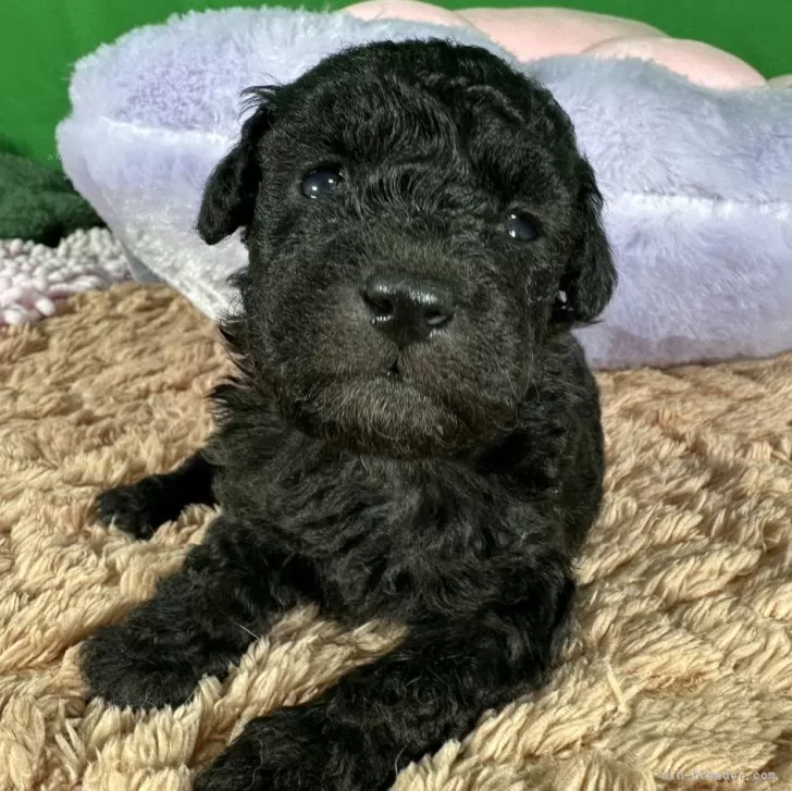 ID：2412-03727の子犬