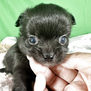 チワワ(ロング)【兵庫県・女の子・2025年9月27日・ブラック】の写真「色鮮やかなブラック」