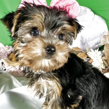 ヨークシャーテリア【兵庫県・女の子・2025年9月1日・スティールブルータン】の写真「小柄で目の大きな女の子」