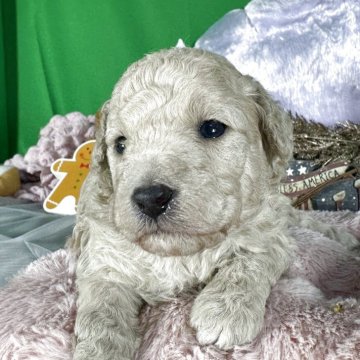 トイプードル(トイ)【兵庫県・女の子・2025年10月20日・アプリコット】の写真「骨格のしっかりした女の子」