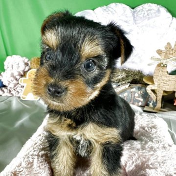 ヨークシャーテリア【兵庫県・女の子・2025年9月30日・スティールブルータン】の写真「骨格のしっかりした元気な女の子」