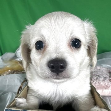 チワックス(チワワ×ダックスフンド)【兵庫県・女の子・2025年9月20日・イエロー】の写真「穏やかな表情」