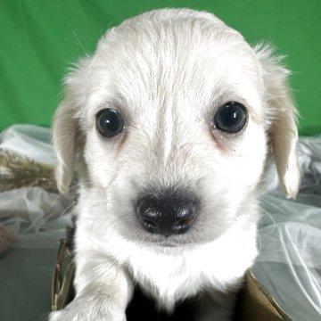 チワックス(チワワ×ダックスフンド)【兵庫県・男の子・2025年9月20日・イエロー】の写真「優しい瞳」