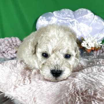 ティーカッププードル【兵庫県・男の子・2025年10月12日・ペールフォン】の写真「ティーカップ予想の男の子」