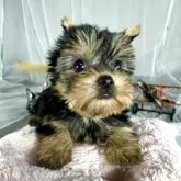 ヨークシャーテリア【兵庫県・女の子・2025年8月12日・スティールブルータン】の写真1