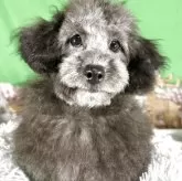 タイニープードル