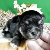 チワワ(ロング)