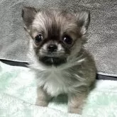 チワワ(ロング)