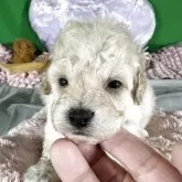 タイニープードル