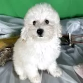 タイニープードル