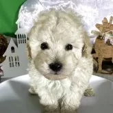 タイニープードル