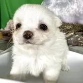 チワワ(ロング)