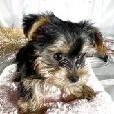 ヨークシャーテリア【兵庫県・女の子・2025年8月15日・スティールブルータン】の写真1「。」