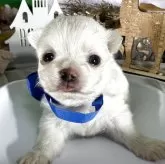 チワワ(ロング)【兵庫県・男の子・2025年10月13日・ホワイト&クリーム】の写真1