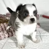 チワワ(ロング)